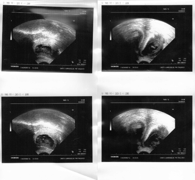 Alika's April 26th ultrasound scan